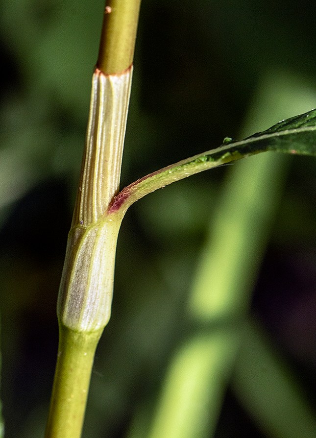 Persicaria lapathifolia ocrea 1