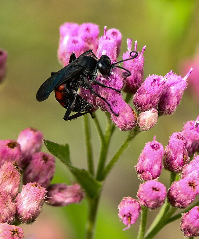 Pluchea with wasp 2