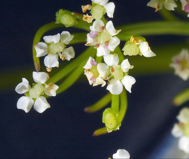 ptilimium flowers close1