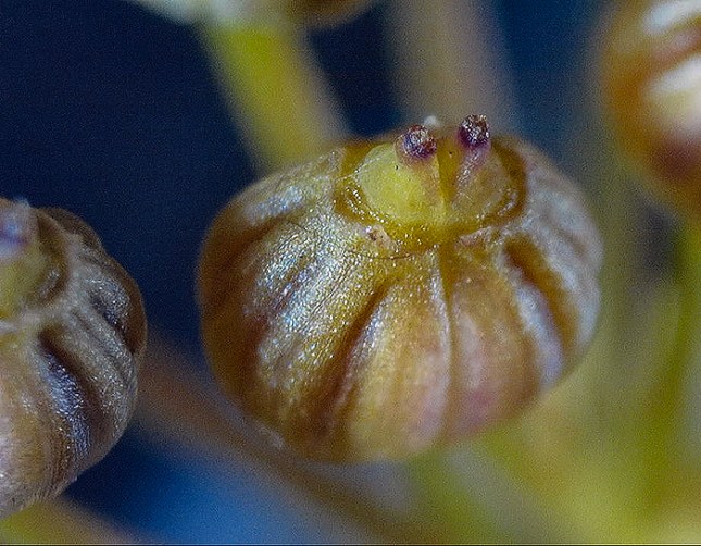ptilimnium fruit close