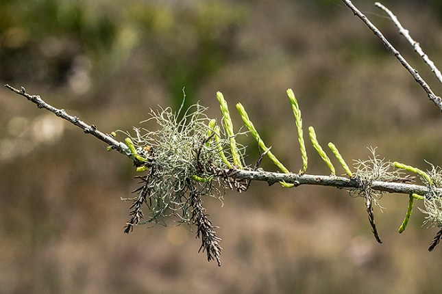 Ramalina damage on Taxodium 1