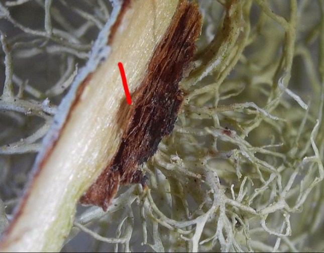 Ramalina wood damge