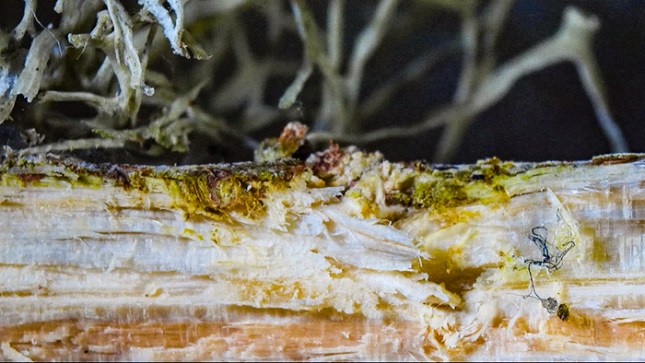 Ramalina wood discoloration 2