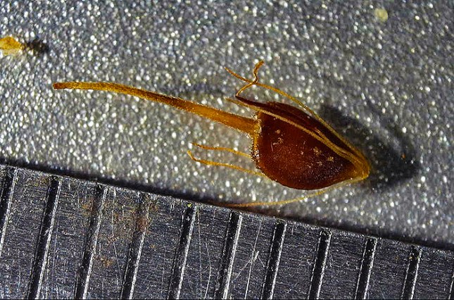 Rhynchospora achene