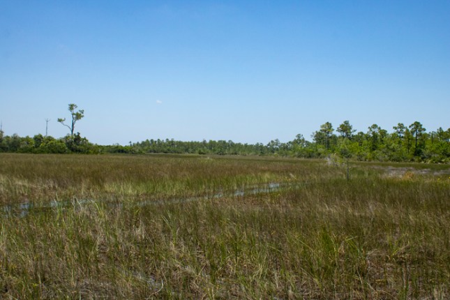 Rhynchospora habitat