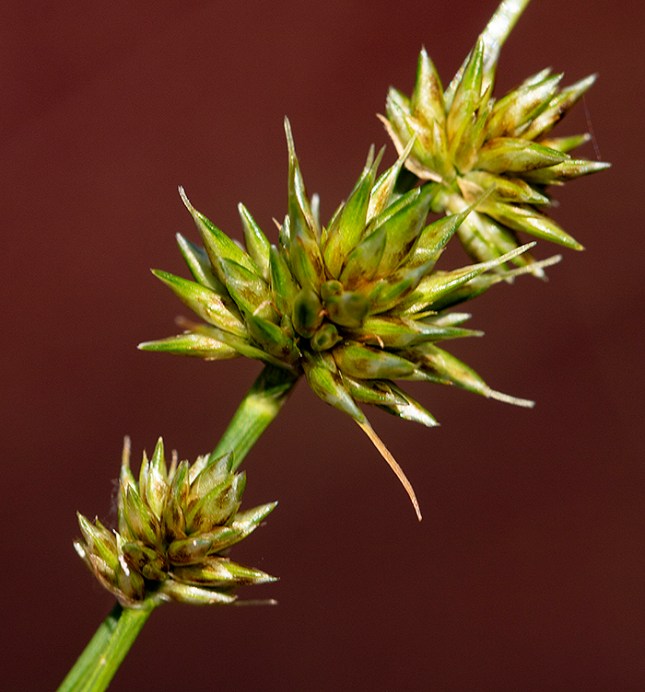 Rhynchospora head cluster young with styles