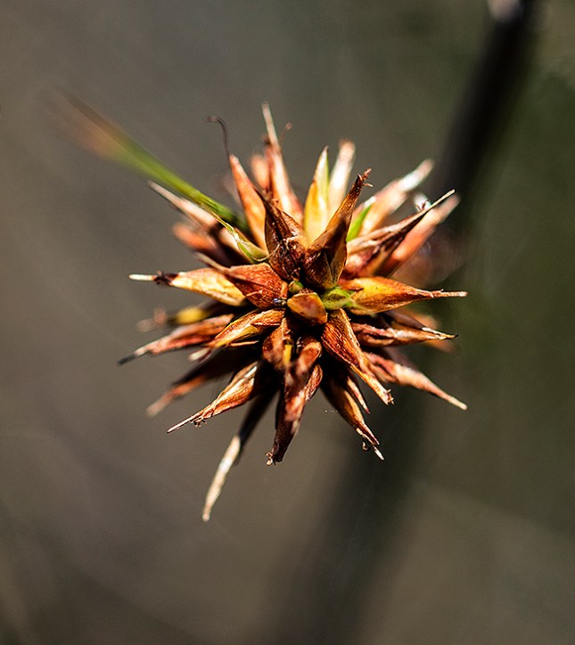 Rhynchospora head with old styles protruding
