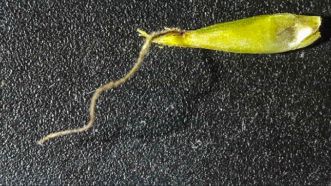 Rhynchospora long style