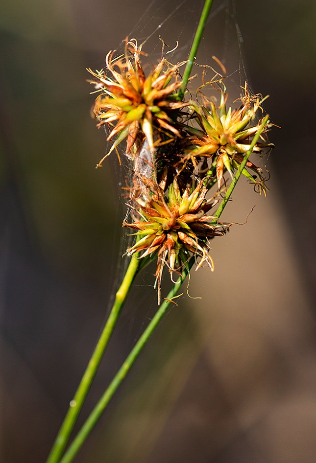 Rhynchospora two linked