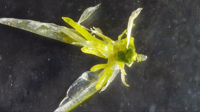 second flower opened closeup