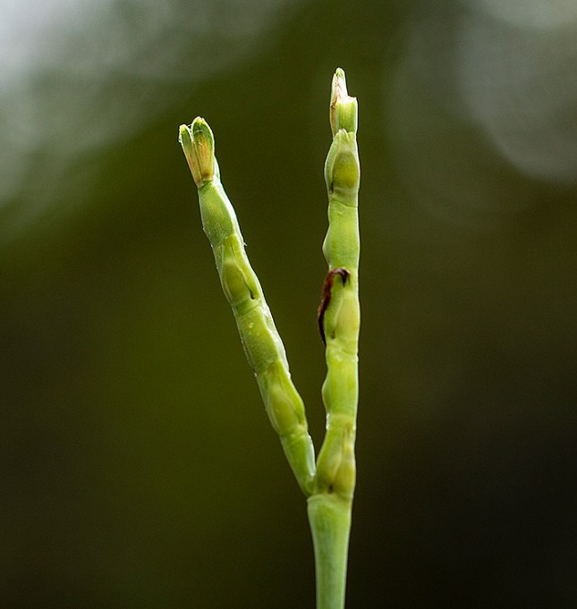 Fakahatchee achenes