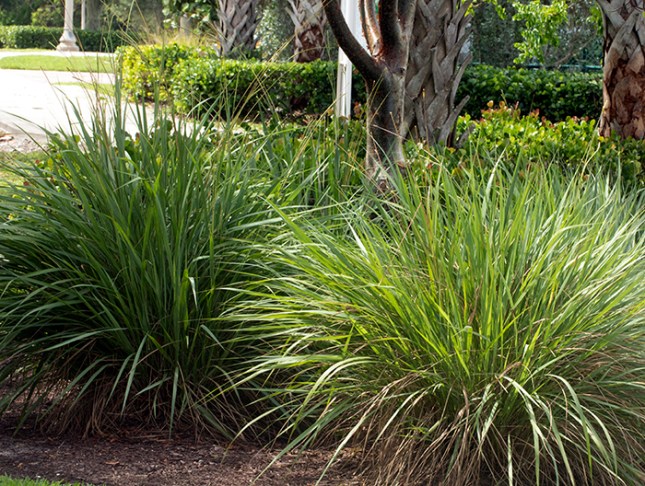 Fakahatchee Grass Clumps