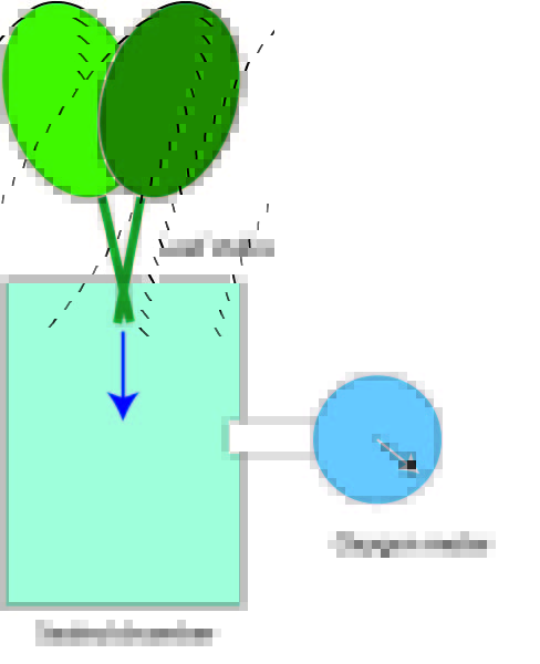 leaves in chamber