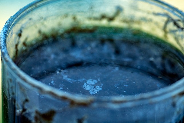 Leptothrix in Winogradsky.jpg