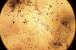 Pretty Bacteria