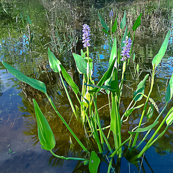 Pontederia cordata 1