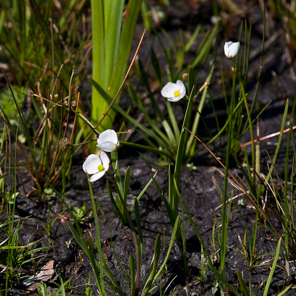 Sagittaria graminea.jpg