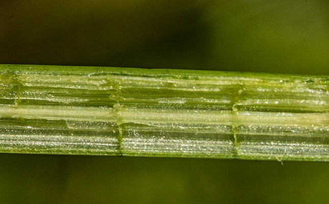 Sagittaria lancifolia aerenchyma longi section