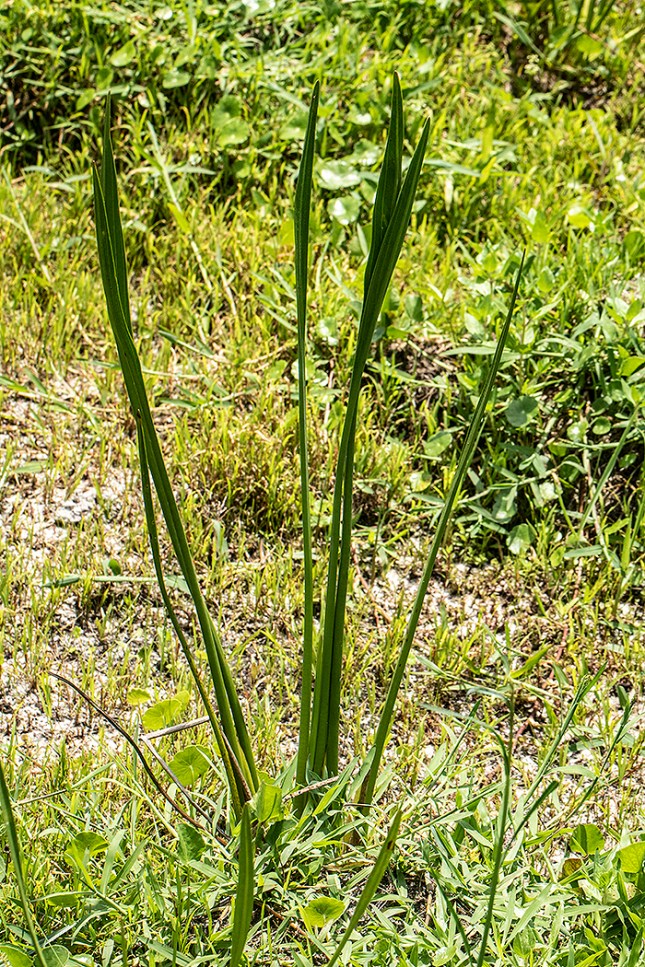 Sagittaria lancifolia high and dry