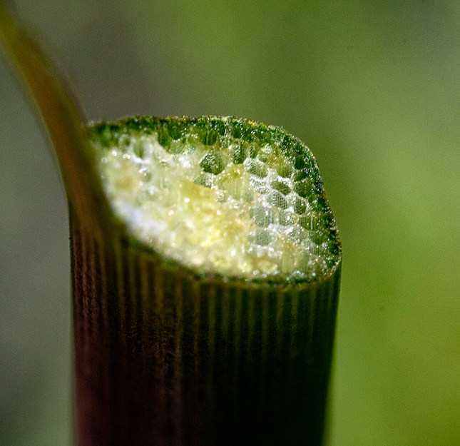 Sagittaria lancifolia petiole section2.jpg