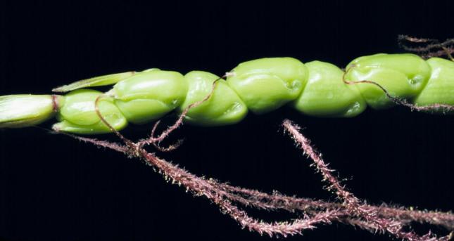 Zea diploperennis