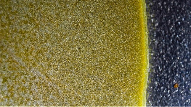 avicennia salt