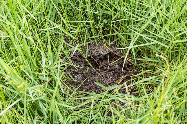 panicum repens ant nest