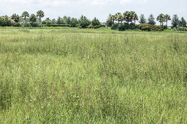 Panicum repens Aschynomene meadow