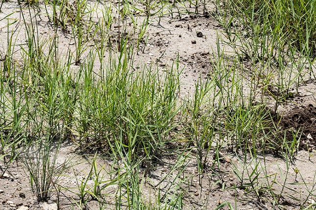 Panicum repens goes across mud