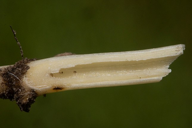 Panicum repens hollow rhizome