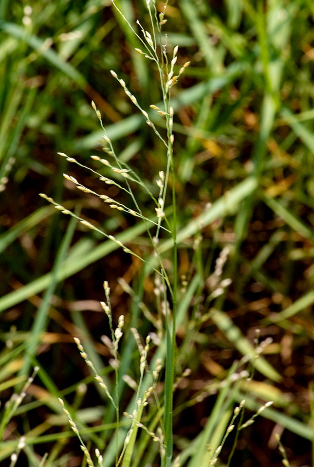 panicum repens inflor