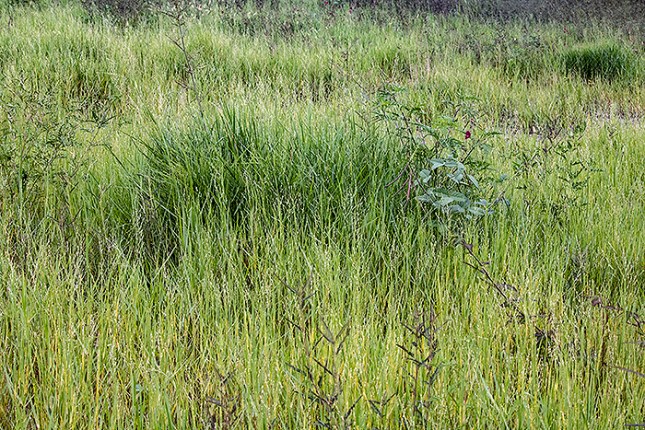 panicum repens on ant mound