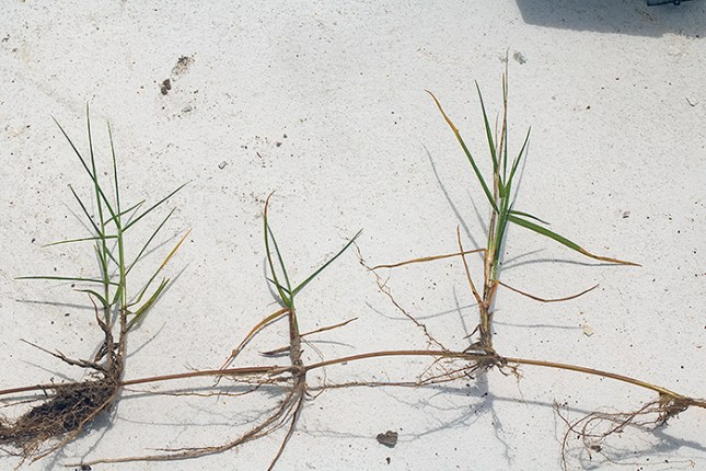 Panicum repens rhizome