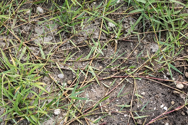 Panicum repens runners