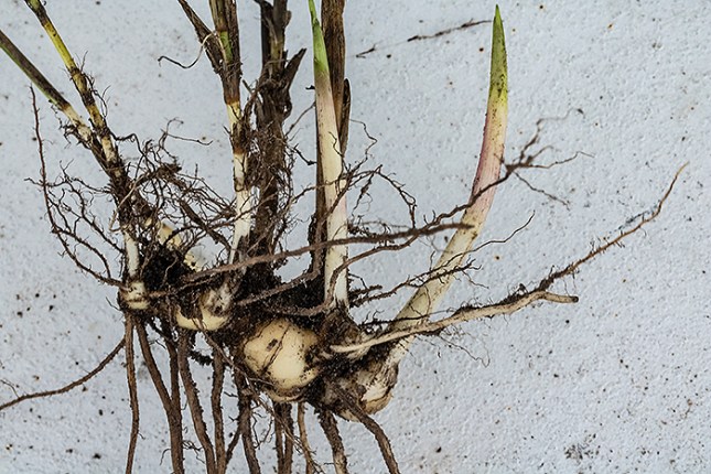 panicum repens tuber