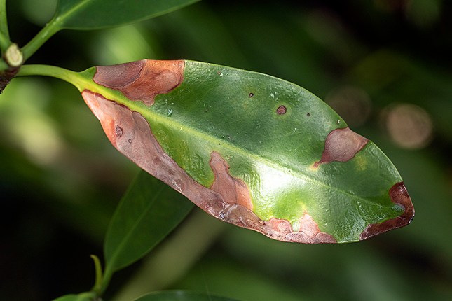 red mangrove infected