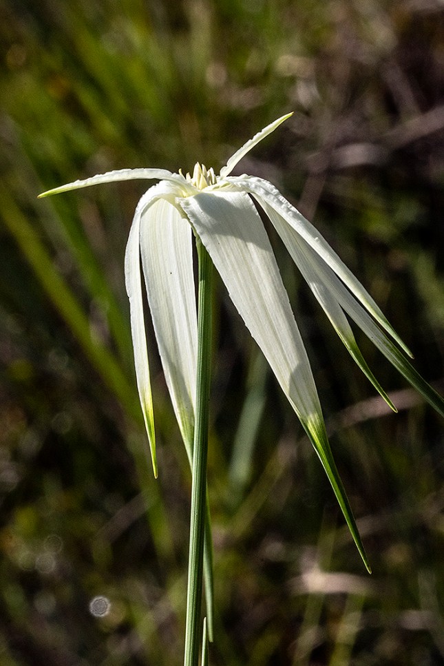 rhyn lat flower head