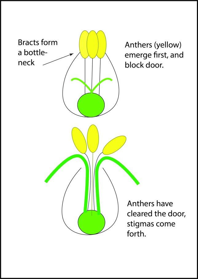 rhyn lat spikelet diagram