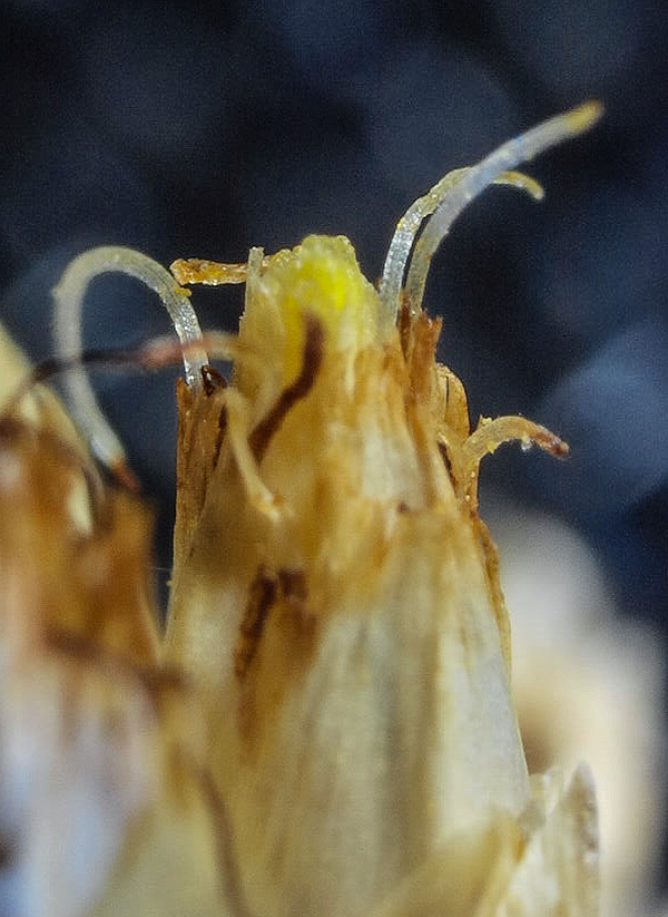 Rhynchospora latifolia anther tips and good stigmas 731AM 2