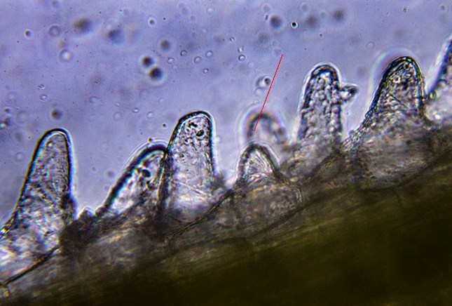 sporobo;us salt gland
