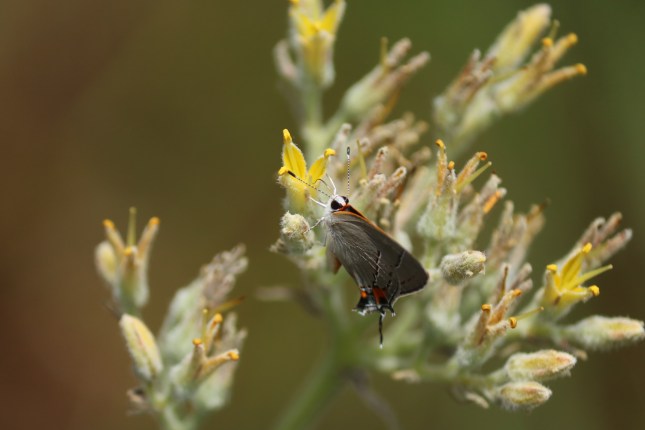 butterfly feeding front end g