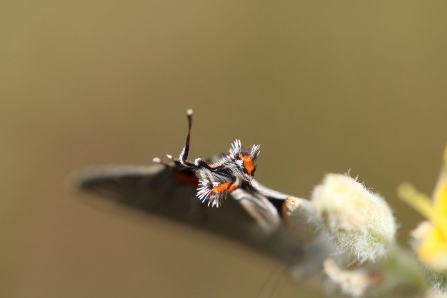 butterfly rump end 1