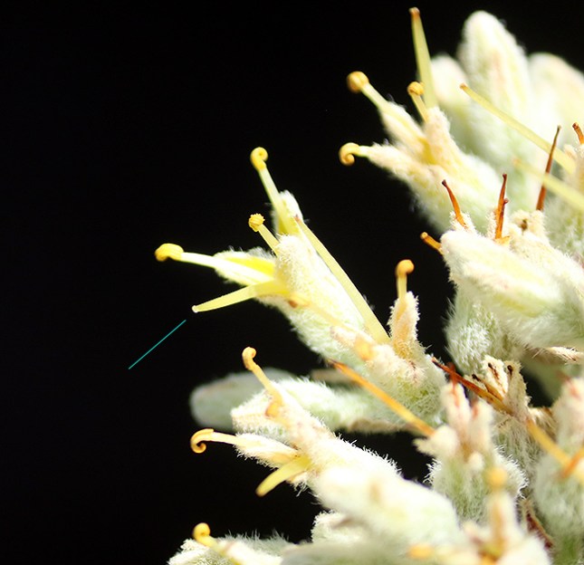 Lachnanthes stigma to side marked