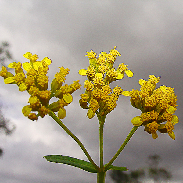 Flaveria linearis 1