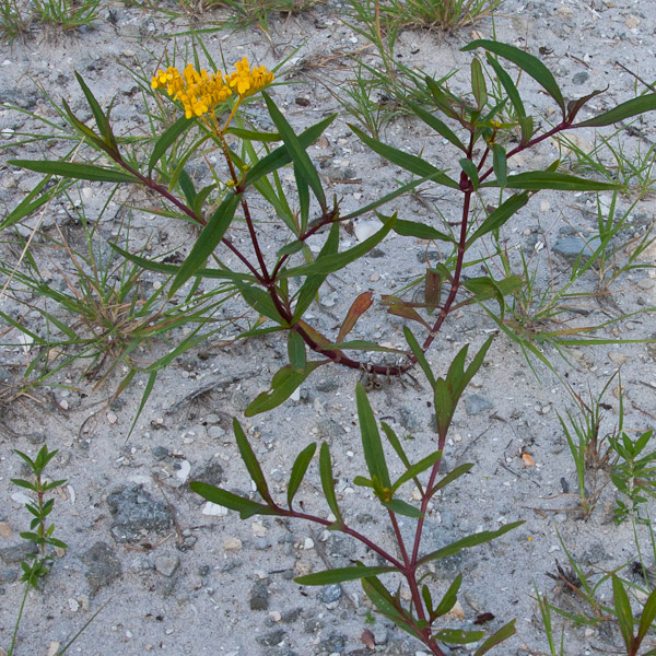 Flaveria linearis 2