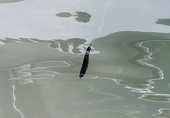 rhiz4afloat