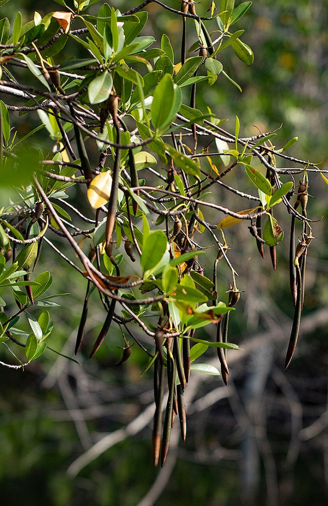rhizo embryos on tree