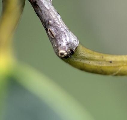Annona bud