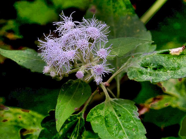 chromolaena jb