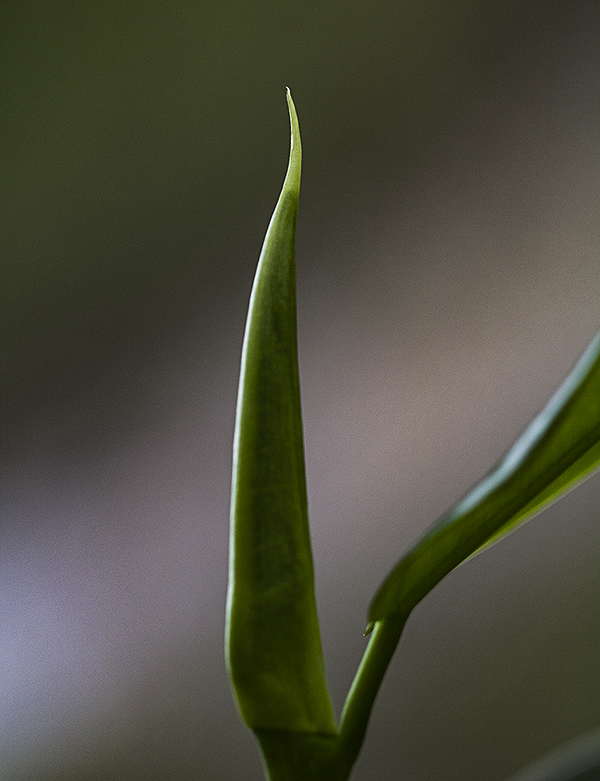 Ficus bud